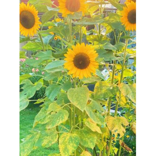 【千葉風俗】栄町ソープランド アラカルト【-A La Carte-】まりなの日記画像