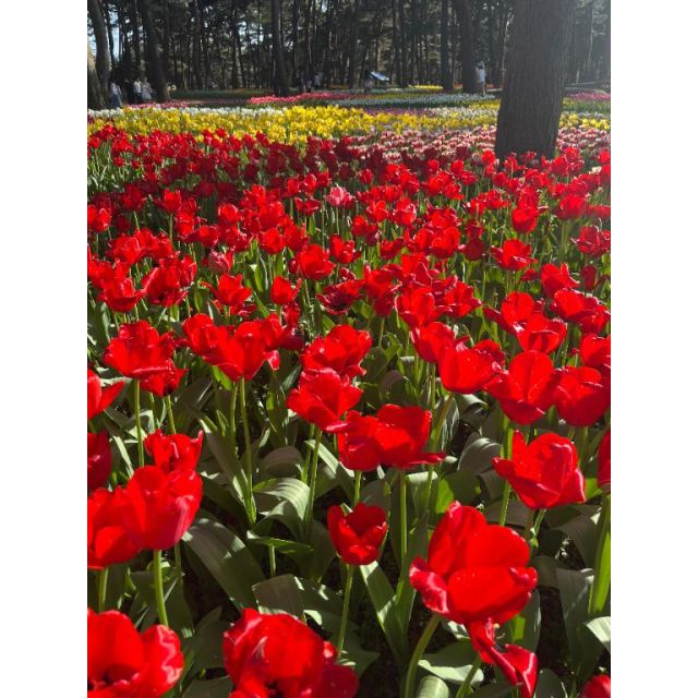 【千葉風俗】栄町ソープランド アラカルト【-A La Carte-】ゆめの日記画像