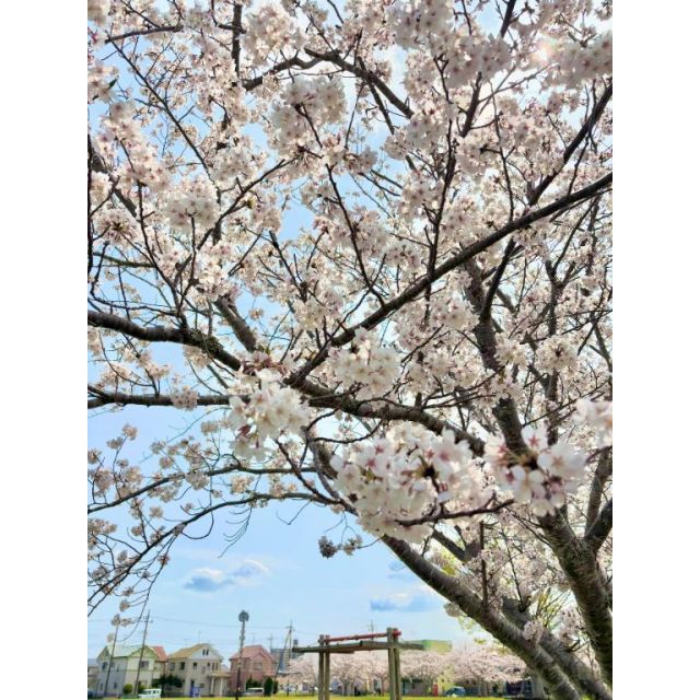 【千葉風俗】栄町ソープランド アラカルト【-A La Carte-】なつみの日記画像