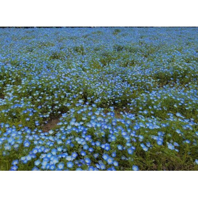 【千葉風俗】栄町ソープランド アラカルト【-A La Carte-】なつみの日記画像