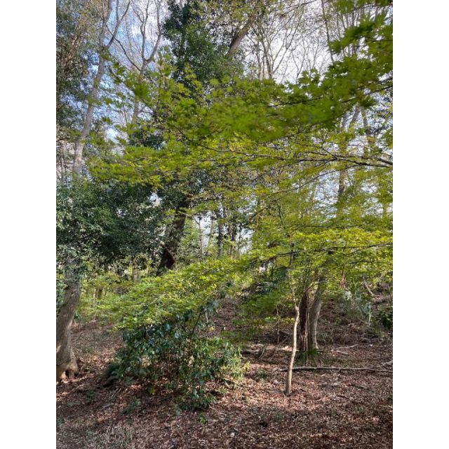 【千葉風俗】栄町ソープランド アラカルト【-A La Carte-】あゆのの日記画像