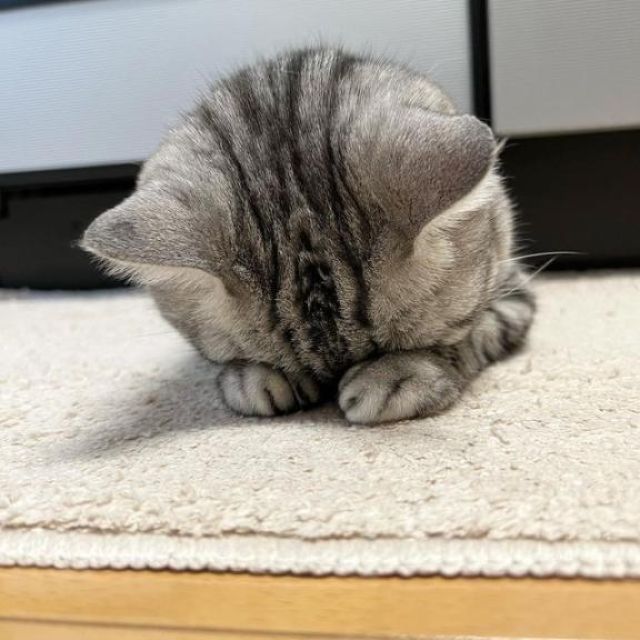 【千葉風俗】栄町ソープランド アラカルト【-A La Carte-】こむぎの日記画像