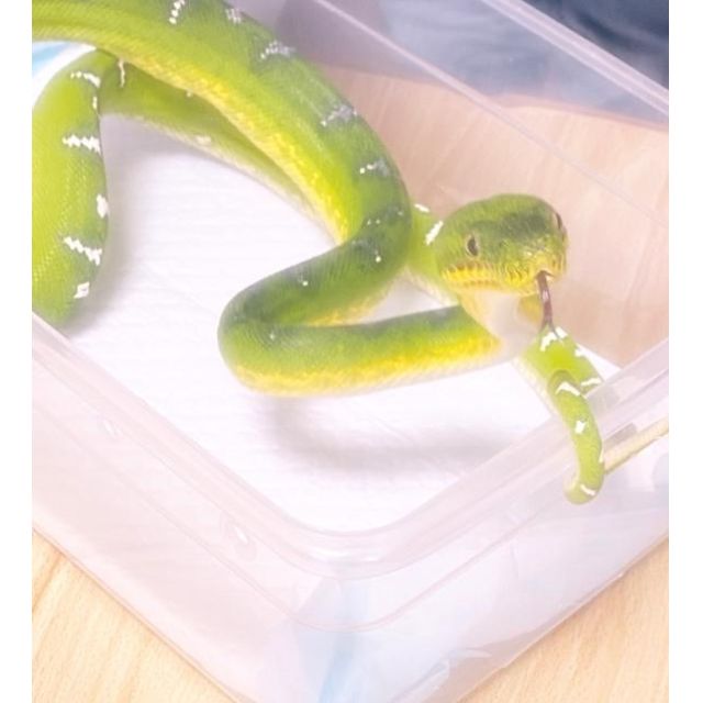 【千葉風俗】栄町ソープランド アラカルト【-A La Carte-】こむぎの日記画像