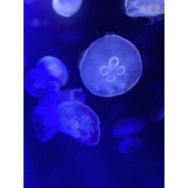 【千葉風俗】栄町ソープランド アラカルト【-A La Carte-】こむぎの日記画像