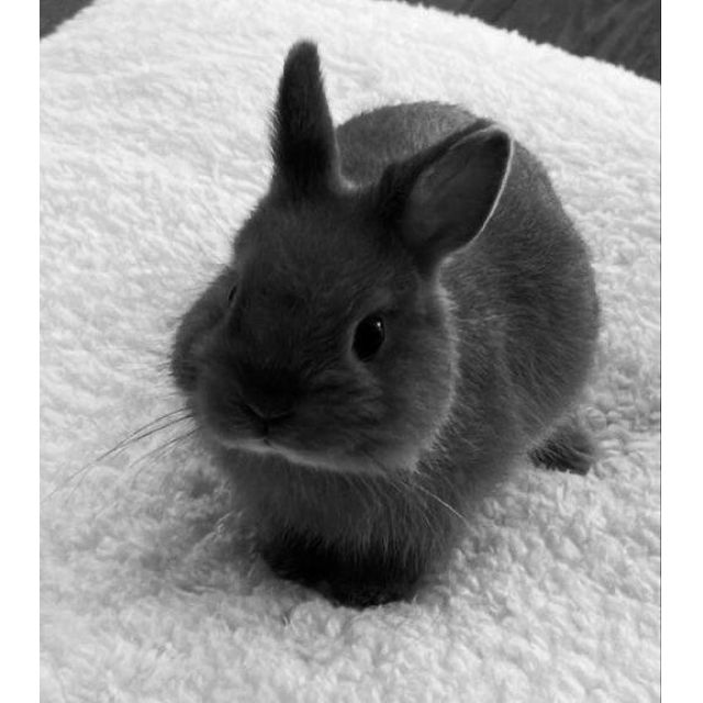 【千葉風俗】栄町ソープランド アラカルト【-A La Carte-】こむぎの日記画像