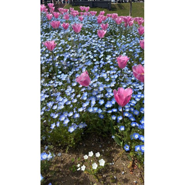 【千葉風俗】栄町ソープランド アラカルト【-A La Carte-】こむぎの日記画像