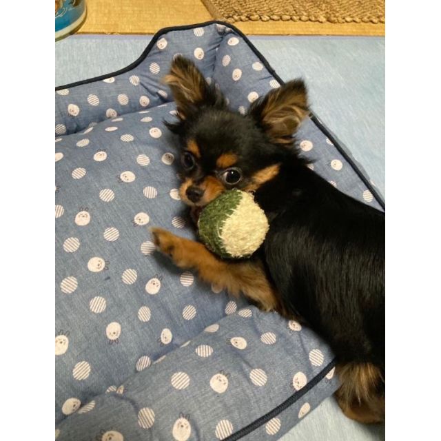 【千葉風俗】栄町ソープランド アラカルト【-A La Carte-】こんぶの日記画像