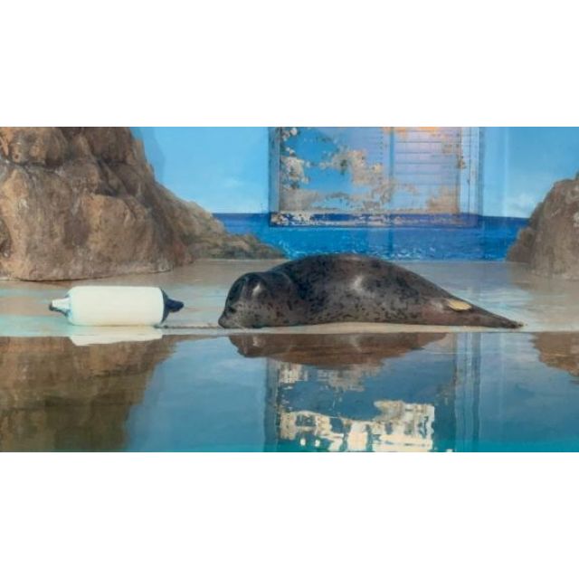 【千葉風俗】栄町ソープランド アラカルト【-A La Carte-】れんげの日記画像