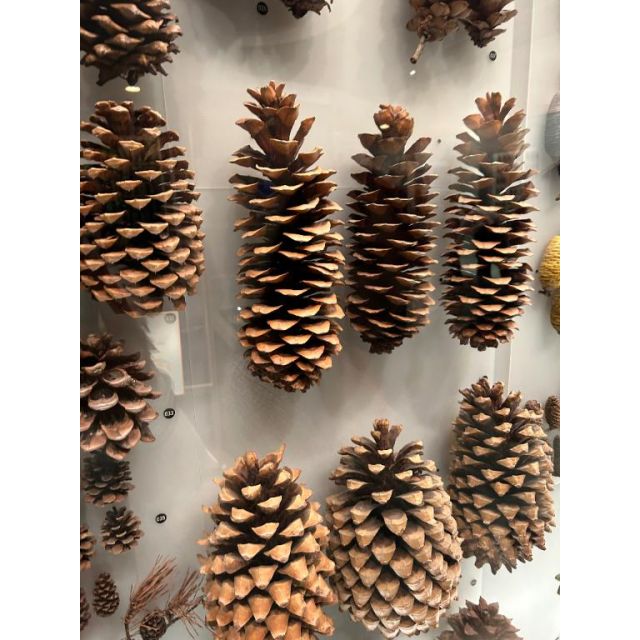 【千葉風俗】栄町ソープランド アラカルト【-A La Carte-】しずくの日記画像