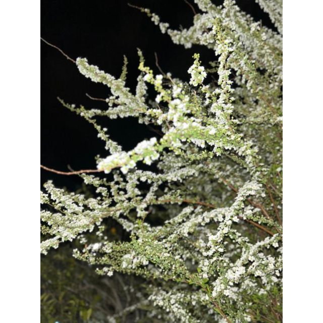 【千葉風俗】栄町ソープランド アラカルト【-A La Carte-】しずくの日記画像