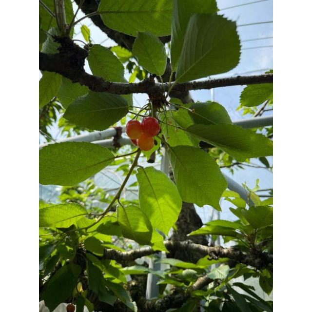 【千葉風俗】栄町ソープランド アラカルト【-A La Carte-】のどかの日記画像