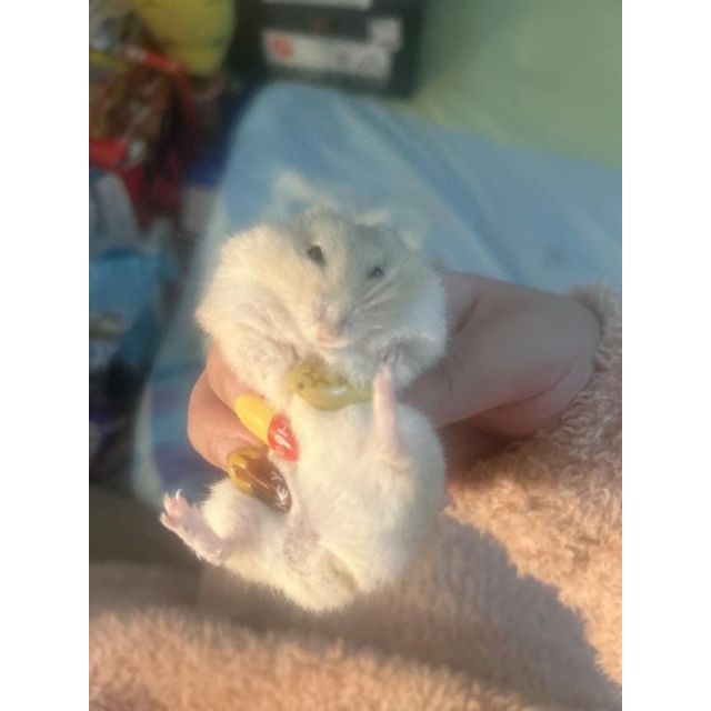 【千葉風俗】栄町ソープランド アラカルト【-A La Carte-】あずきの日記画像