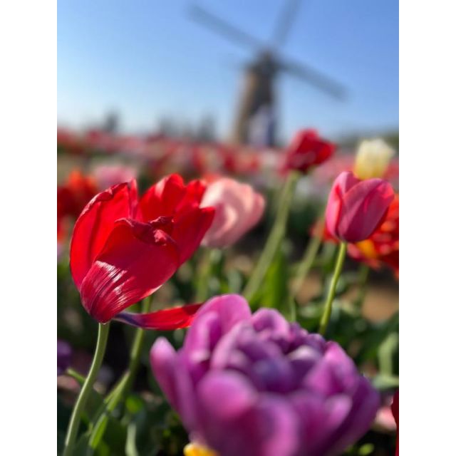 【千葉風俗】栄町ソープランド アラカルト【-A La Carte-】みはねの日記画像