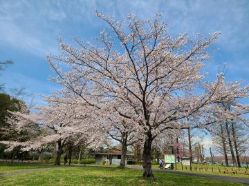 【千葉風俗】栄町ソープランド アラカルト【-A La Carte-】そらの日記画像